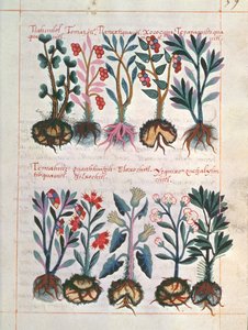 Plantas medicinales